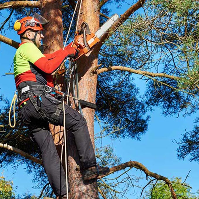 Rangel & Son Tree Service Arborist Services